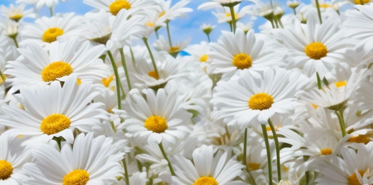 Nature Flowers Wallpaper Nw